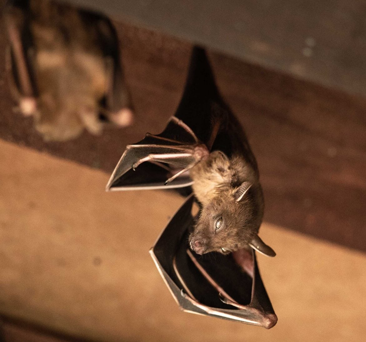 Wildlife-Bats in El Paso